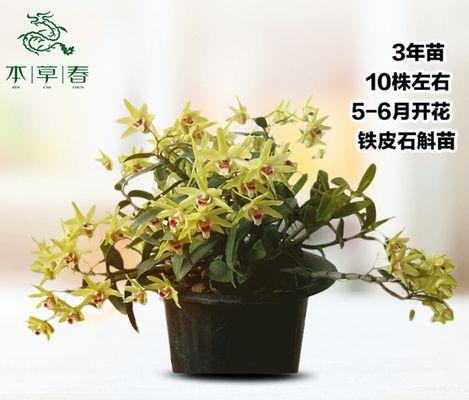 石斛怎么栽培才能够养活（养护石斛的妙招）