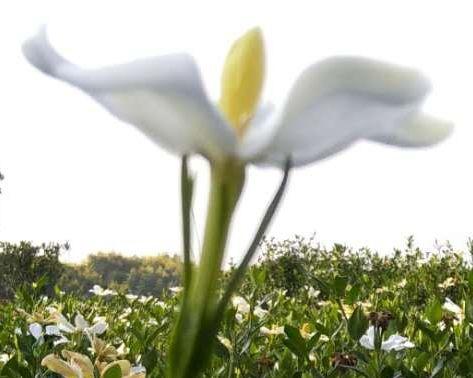 桅子花几月开花结果（有关桅子花开花时间）