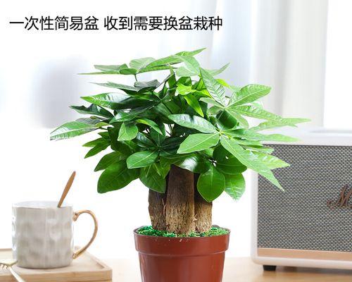 招财树怎么养护（招财树养殖方法与技巧）