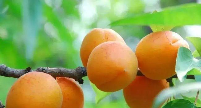 杏核如何种植发芽（杏树的种植与管理）