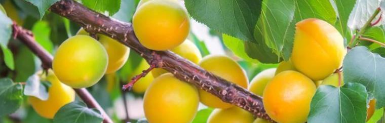 杏核如何种植发芽（杏树的种植与管理）