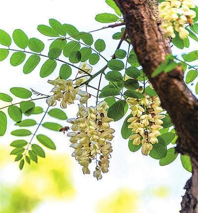 槐花什么季节开花（关于槐花开放季节）