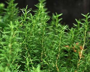 迷迭香种植要注意事项（打造健康迷迭香园）