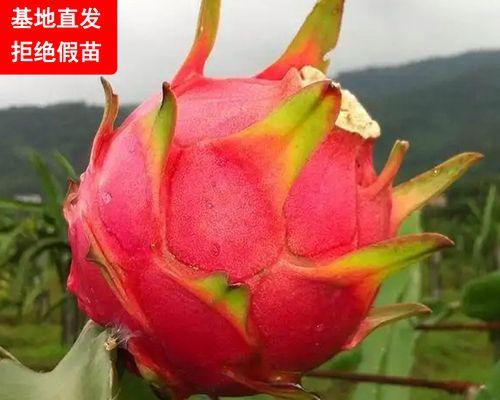 火龙果怎么种植结果多（火龙果栽培技术要点）