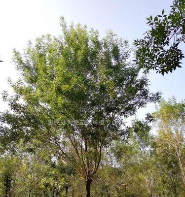 白蜡树怎么种植（详解白蜡树栽培技术）