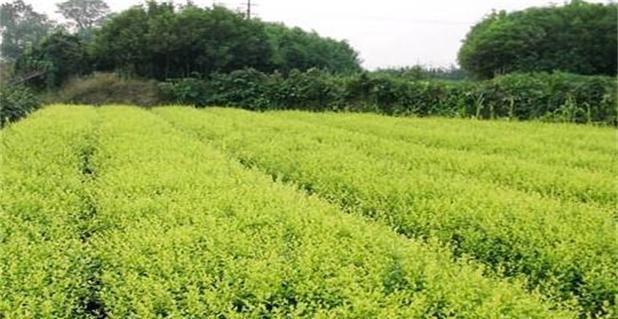 白蜡树怎么种植（详解白蜡树栽培技术）