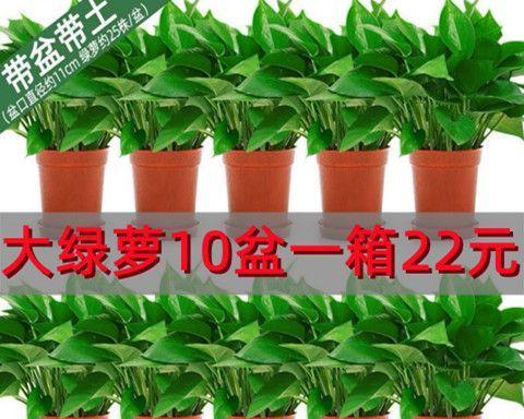 如何养殖绿萝植物（绿萝植物的养殖方法讲解）