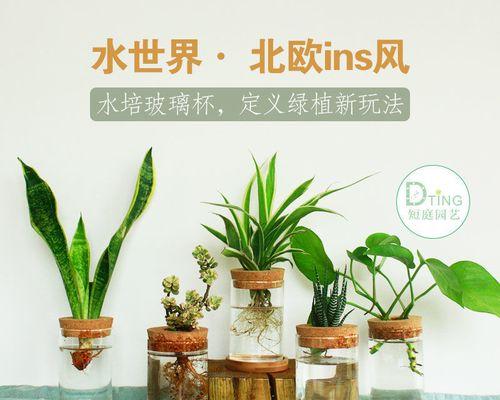 如何养殖绿萝植物（绿萝植物的养殖方法讲解）