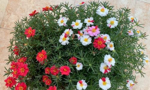 小太阳花怎么养（有关太阳花养护知识）