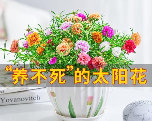小太阳花怎么养（有关太阳花养护知识）