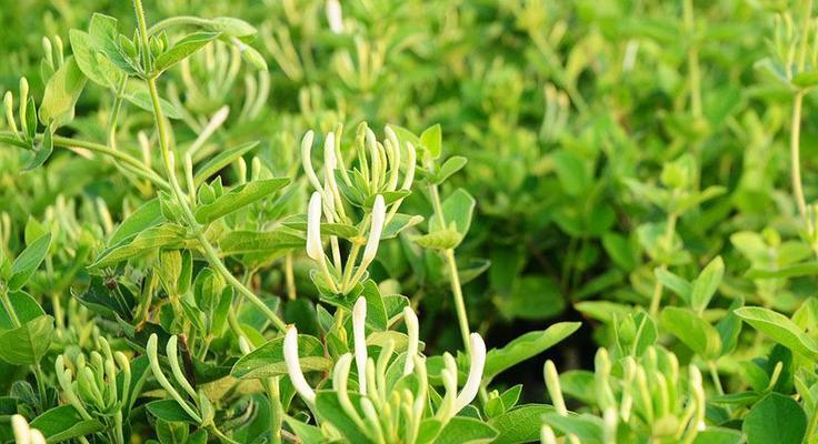 金银花什么季节种植（金银花的种植及养护）