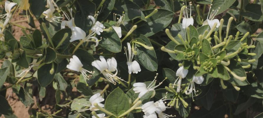 金银花什么季节种植（金银花的种植及养护）