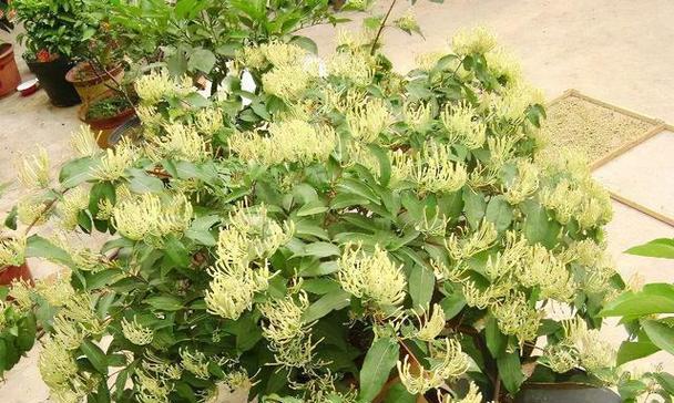 金银花什么季节种植（金银花的种植及养护）