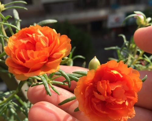 太阳花几月份开花结果（关于太阳花的观赏季节）