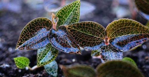 金线莲种植技术方法和管理（关于金线莲种植技术和时间）