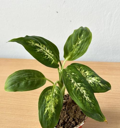 常见万年青树怎么养（花卉万年青的养护小妙招）