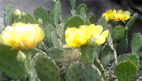 院子里种仙人掌好吗（阳台绿化植物）