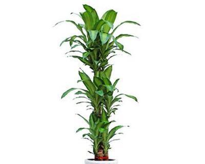 常绿盆栽植物有哪些（适合客厅种的大型植物介绍）
