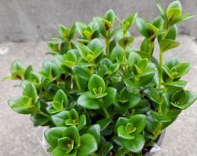 常绿盆栽植物有哪些（适合客厅种的大型植物介绍）