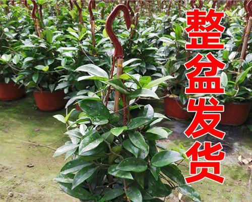 常绿盆栽植物有哪些（适合客厅种的大型植物介绍）