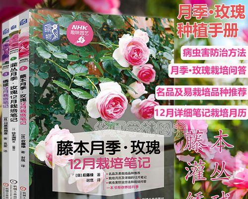 新手怎么种玫瑰花（玫瑰花种植方法及养护）