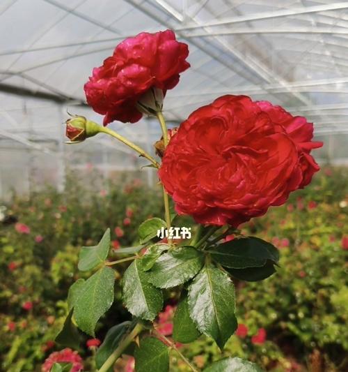 新手怎么种玫瑰花（玫瑰花种植方法及养护）