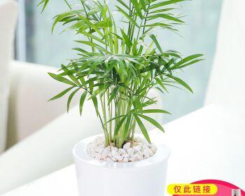 椰子树的种植方法（分享养殖椰子树的经验）