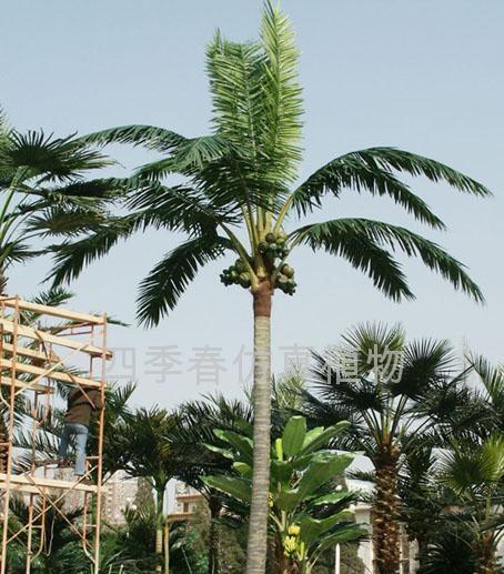 椰子树的种植方法（分享养殖椰子树的经验）