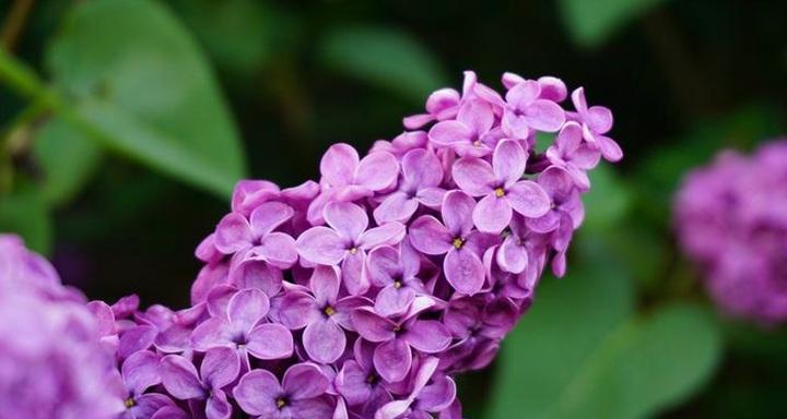 丁香花的花语是什么（丁香花的象征与寓意）