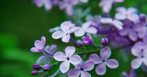 丁香花的花语是什么（丁香花的象征与寓意）