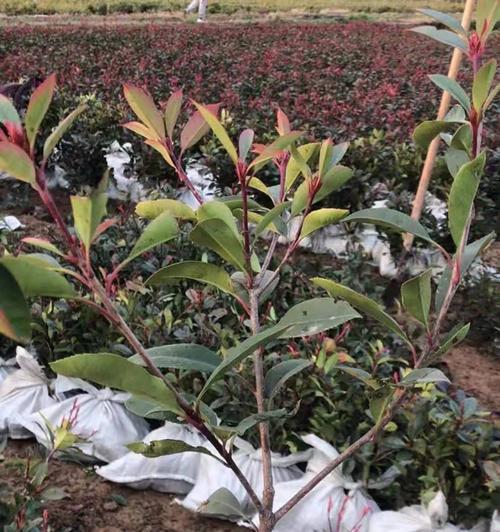 红叶石楠移栽时间（探究红叶石楠适宜移栽的季节）