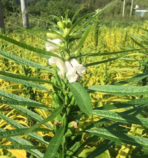 芝麻什么时候种植（芝麻种植时间和方法）