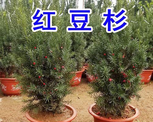 红豆杉怎么养家庭养法（红豆杉养殖方法和注意事项）