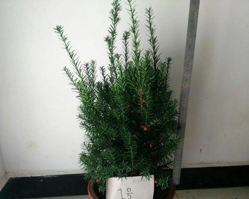 红豆杉怎么养家庭养法（红豆杉养殖方法和注意事项）