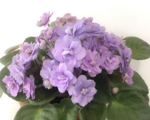 紫罗兰花怎么养家庭养法（紫罗兰花的养殖方法分享）