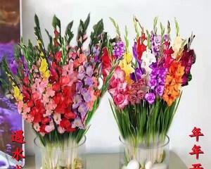 剑兰花的养殖方法和注意事项（打造美丽剑兰花花园）