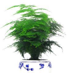 四季竹怎么养（四季竹的栽培与养护）
