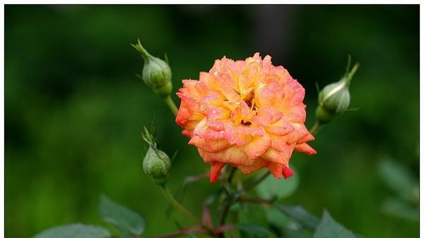 月季花什么季节开（有关月季花花期简介）