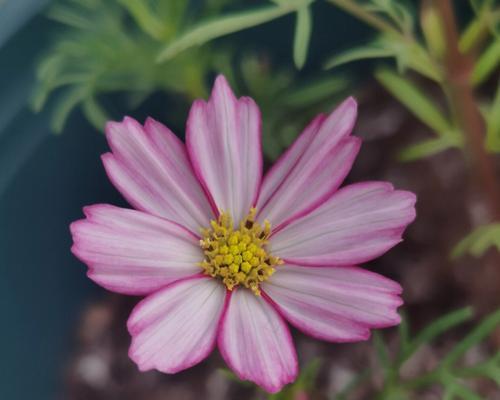 播种波斯菊什么时候开花（波斯菊种植方法和时间）