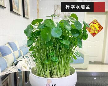 金钱草的种植方法是什么（有关金钱草的养护知识）