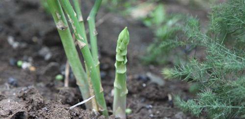 芦笋的种植方法是什么（栽培芦笋的技巧）