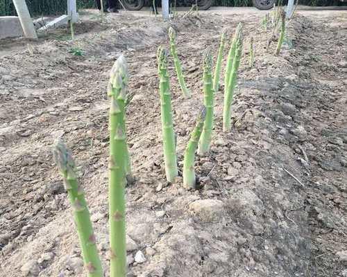 芦笋的种植方法是什么（栽培芦笋的技巧）