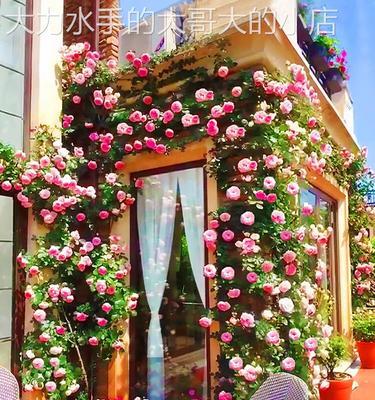 玫瑰花杆怎么种活（玫瑰花杆生根法）
