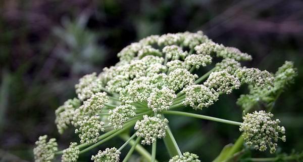 白芷怎么种植方法（白芷种植技术与栽培管理）