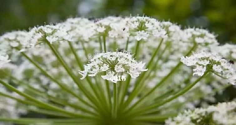 白芷如何种植和管理（白芷的种植方法步骤）