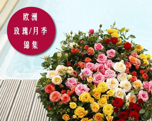 四季玫瑰什么时候种植（四季玫瑰花的种植方法和时间）