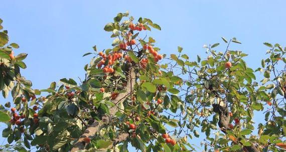 枣树怎么种植容易活（枣树的栽培技术要点）