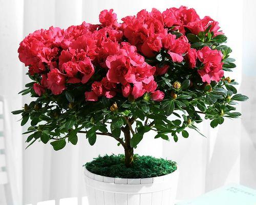 杜鹃花的养护管理方法（打造美丽花园的关键——杜鹃花养护技巧）