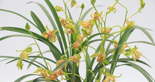 兰花几月开花（观赏兰花花期简介）