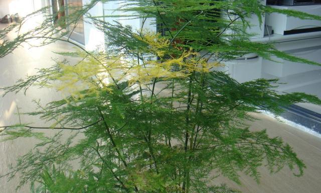 盆栽文竹的养殖方法有哪些